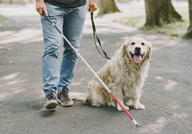 XIX GIORNATA NAZIONALE DEL CANE GUIDA – Compagni di VI(s)TA