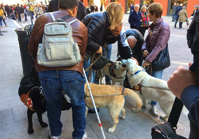 Foto realizzata a cani guida con i propri padroni in giro per Bologna
